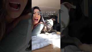 Suddenly screaming to see how the dog reacts music dog funny funnyshorts funnyvideo [upl. by Nordin]