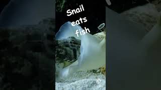 Snail eats fish [upl. by Emilia]