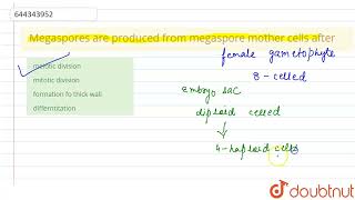 Megaspores are produced from megaspore mother cells after  12  SEXUAL REPRODUCTION IN FLOWERIN [upl. by Nathanael]