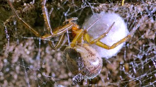 Noble False Widow spider with her hatching spiderlings  UHD 4K [upl. by Novy]