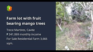 Farm lot with fruit bearing mango trees [upl. by Plantagenet]