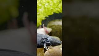 Axolotl Ambystoma mexicanum shorts [upl. by Ynnaej]