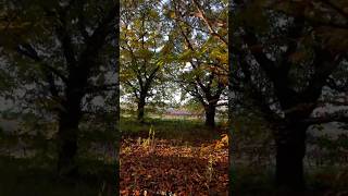 Une châtaigneraie pays des Vans en Cévennes Ardèche pianomusic châtaigne [upl. by Paget372]