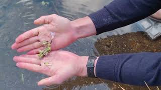 ¿Sabes utilizar la hierba jabonera Además es frecuente donde hay agua perfecto para antes de comer [upl. by Eitsyrhc]