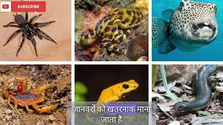 Who is the most poisonous creature in the world amazingfacts animals viralvideo trending [upl. by Gresham]