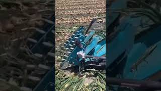 Amazing technology 🤯🤯🤯 trending amazing viral petani [upl. by Helse873]