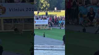 When Corgi Race Gone Wrong 🤣 shorts [upl. by Carisa734]