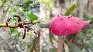 Unique Technique of Mango tree branches by air layering with Radish to make it grow roots faster [upl. by Luca]