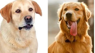 Golden vs Labrador  Differences Between Golden Retriever and Labrador Retriever [upl. by Adall]