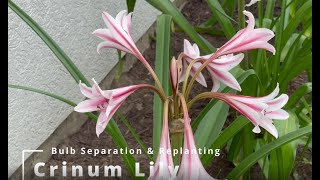 Crinum Lily Bulb Separation and Replanting [upl. by Ralat]