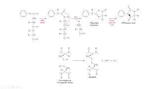 EDMAN disulfuro protein sequencing disulfide biochemistry bioquímica [upl. by Wystand]