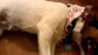 Jack Russell Terrier with Ataxia and Myokymia part 3 [upl. by Donnell]