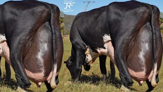 World Highest Milking 127Kg Milk Girlando Cow Vs Jersey Cow Breed 70Kg Milk [upl. by Adlesirk]