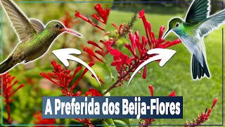 ODONTONEMA STRICTUM │ Dicas de Cultivo │Atrai beijaflor [upl. by Whittaker]