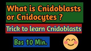 PhylumCoelentrata What is the function of Cnidoblasts Meaning of Cnidoblasts what is Cnidocytes [upl. by Rebeca]