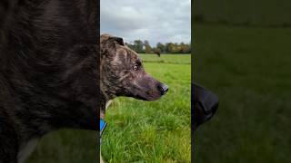 First Times bramble lurcher bulllurcher lurcherxstaffy puppy dog newpup newdog doglove [upl. by Sylvan785]