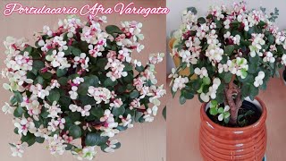 Portulacaria Afra Variegata Care Elephant Bush Propagation Elephant Bush Bonsai Care in Hindi [upl. by Hallie]