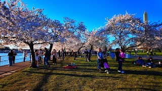 4K WASHINGTON DC CHERRY BLOSSOMS 🌸 CHERRY BLOSSOM SEASON 🇺🇸 [upl. by Angelica136]