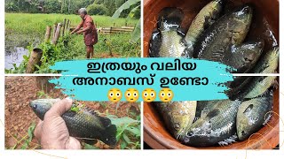 അനാബസ് മീൻ ഇത്രയും വലിപ്പം വയ്ക്കുമോ 😳 anabas fishing tips 100 youtube share like [upl. by Min]