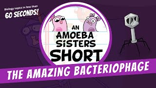 Bacteriophages  Amoeba Sisters Shorts [upl. by Ned]