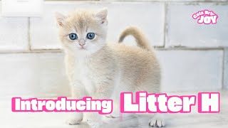 Meet Our Adorable British Shorthair Kittens Litter H Unboxing 😻  Cats Bring Joy [upl. by Kulda]