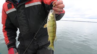 Jigging for perch  no live bait [upl. by Acirretal253]