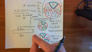 Introduction to Nicotinic Acetylcholine Receptors Part 2 [upl. by Neumark]