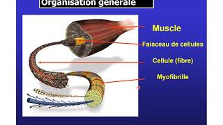 Histologie partie5  Tissu musculaire S1  SVIBCG [upl. by Bax779]