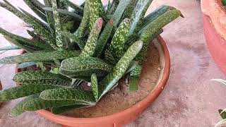 Gasteria plant care and propagation [upl. by Connors]