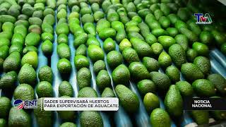 SADER Supervisará Huertos de Aguacate para Exportación  Garantizando Calidad y Seguridad [upl. by Sylado]