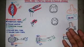 Stretch Reflex  Muscle Spindle  Knee Jerk Reflex  Neurology  Neurophysiology  Bangla [upl. by Asin811]