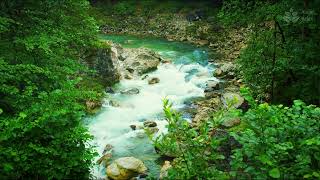 Relaxing Sounds of a Turquoise Mountain River in a Forest  10 Hours for Sleep [upl. by Cerracchio]