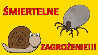 Kleszcz afrykański i ślimak hiszpański  groźne zwierzęta dotarły do Polski przez ocieplenie klimatu [upl. by Trevethick]