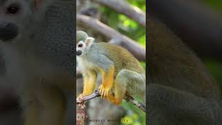 Saimiri sciureusmonkey animals shortvideo [upl. by Parks]