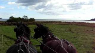 Trotting harness horses alongside ocean in Maine [upl. by Revell872]