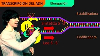 Transcripción del ADN Paso a Paso [upl. by Ellirehs373]