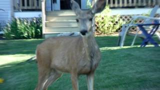 Sneezing Deer ᴴᴰ [upl. by Mika]