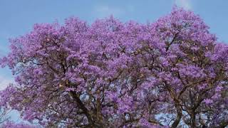 La fioritura della Jacaranda in Sudafrica lo spettacolo della pianta dai fiori blu [upl. by Cooe360]