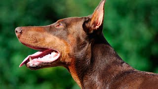 How to Choose the Right Doberman Pinscher Line for You [upl. by Northington224]