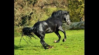 CAVALLO MURGESE Italian Stallion Murgese Horse  Enea di Marinosci [upl. by Ellenar]