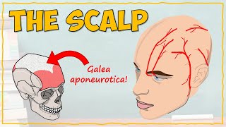 Anatomy of the Scalp [upl. by Pillihpnhoj]