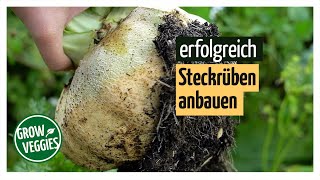 Steckrüben erfolgreich anbauen  Gemüseanbau im Garten gartengemuesekiosk [upl. by Hannavahs]