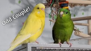 Pickles a 13 year old Lineolated Parakeet  She talks So adorable [upl. by Dnomra]