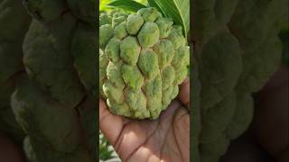 💥Fresh Fruits Harvest In My Garden  7 வகையான பழங்கள் அறுவடை 🤯🤯 shorts fruits [upl. by Cornwell158]