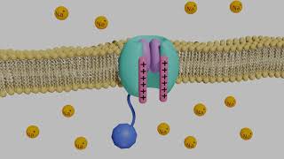 VoltageGated Sodium Channels in Neurons [upl. by Hgierb250]