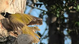 Bluefaced Honeyeater 78 [upl. by Krispin]