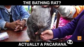 The Bathing RAT PACARANA [upl. by Chrisy]