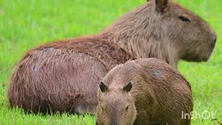 🥰🥰🥰🥰 Capybara  Animals🥰🥰🥰 [upl. by Llirred]