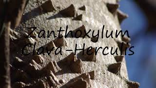 How to Pronounce Zanthoxylum ClavaHerculis [upl. by Atirehs]