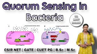 QUORUM SENSING IN BACTERIA FULL PATHWAY  MSc Classes  Cell Signaling  CSIR NET  GATE [upl. by Hyacinthie467]